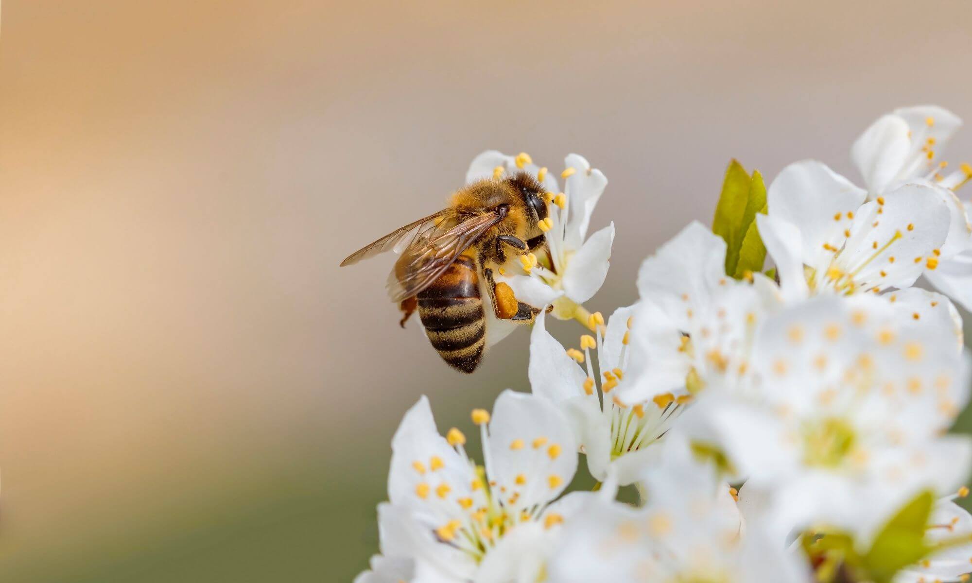 Bienengift und die vielen Vorteile für die Haut