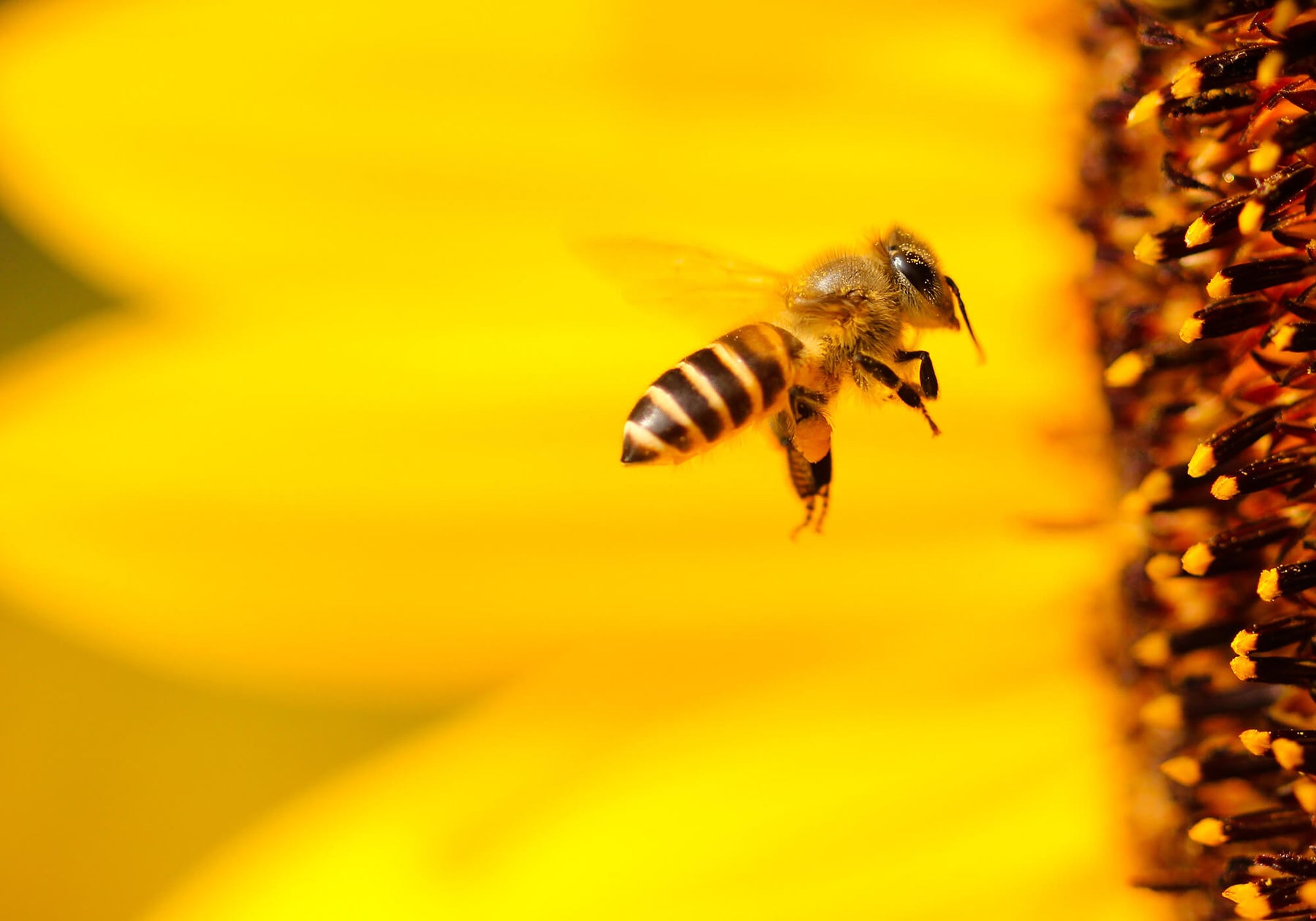 Bienengift natürlicher BotoxErsatz